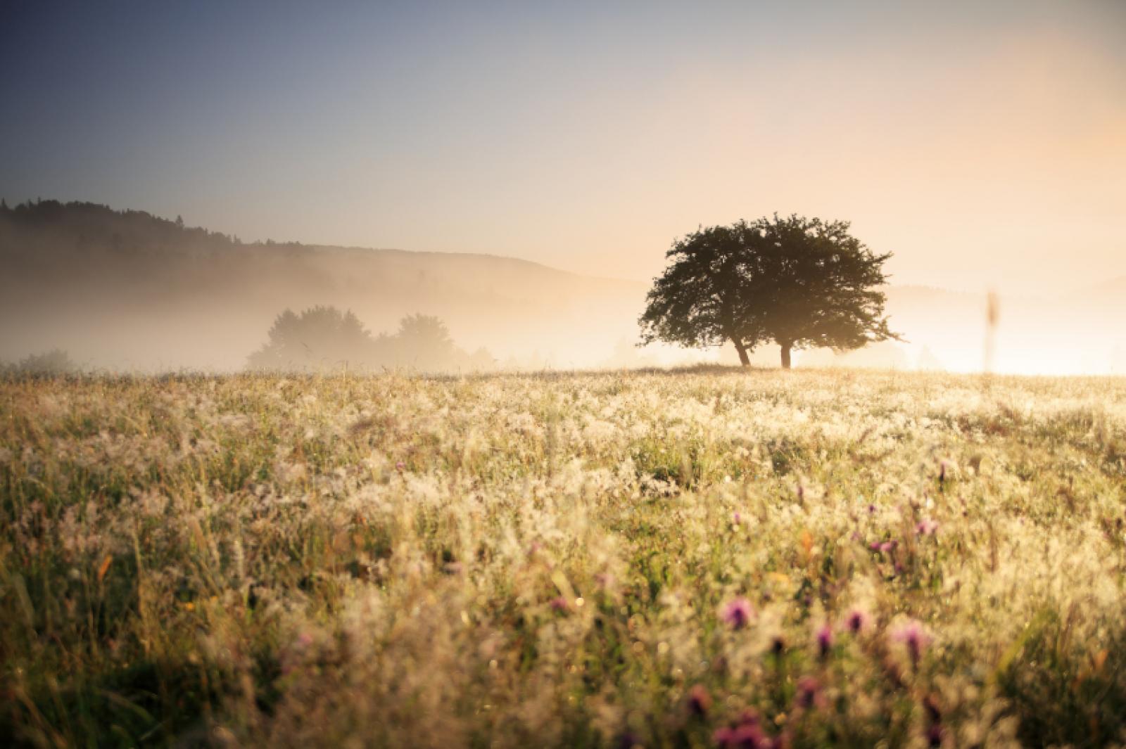 Field
